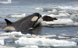 Source: wikipedia.org; Robert Pittman Lesson: Don't be a seal left clinging to a small iceberg